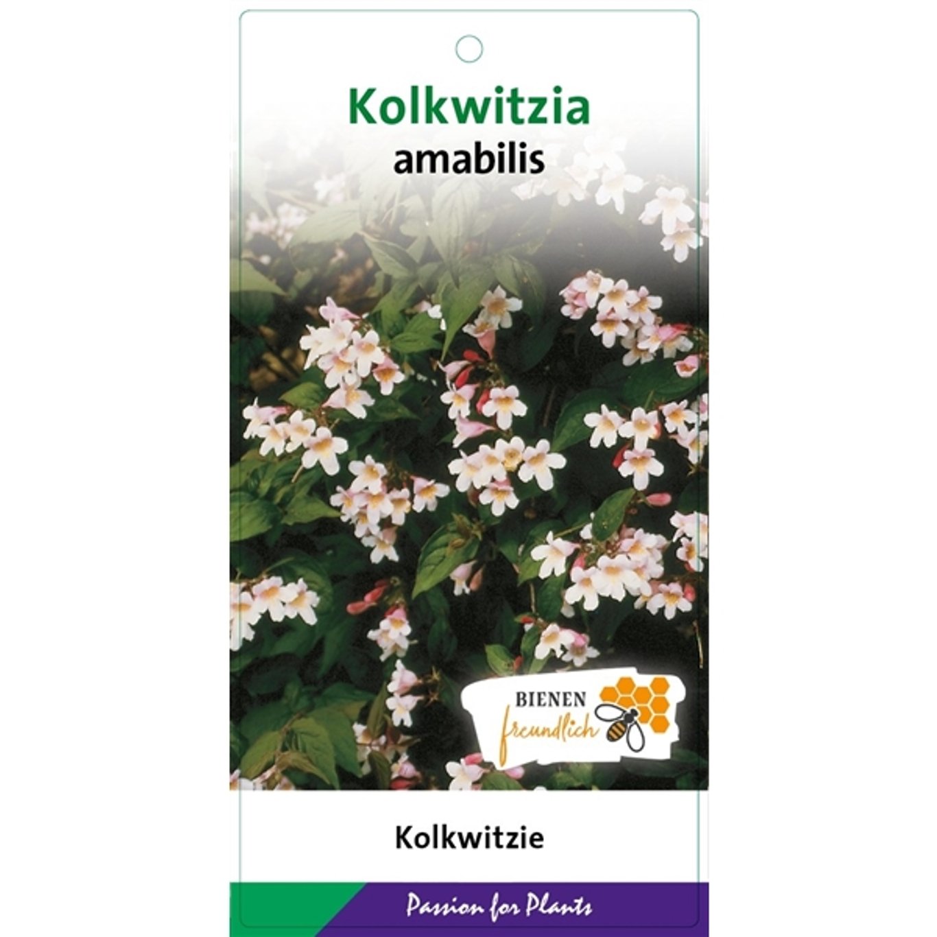 Kolkwitzia amabilis - C5 50-60 CM